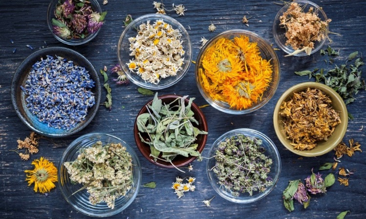 Herbal Medicine Detroit